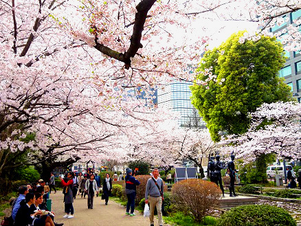皇居外苑 外周で美しく咲き誇る桜たち 皇居外苑 一般財団法人国民公園協会