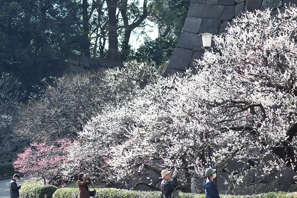 梅林坂の画像です。白やピンクの梅の花が咲き誇ります。