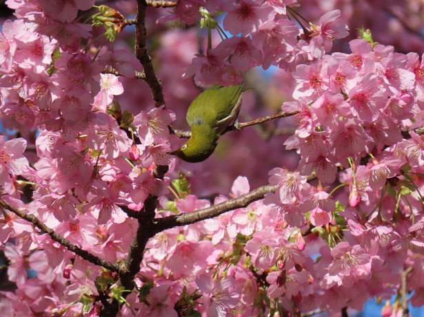 河津桜とメジロの画像です。