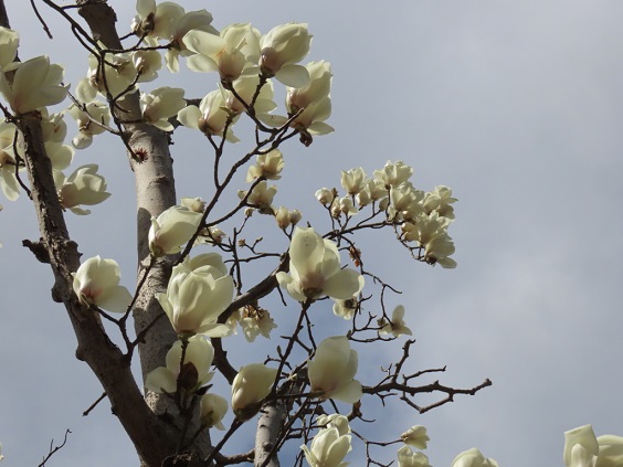 ハクモクレンの白い花の画像です。
