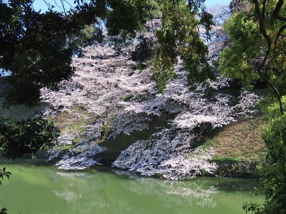 田安門近くで咲くソメイヨシノです。