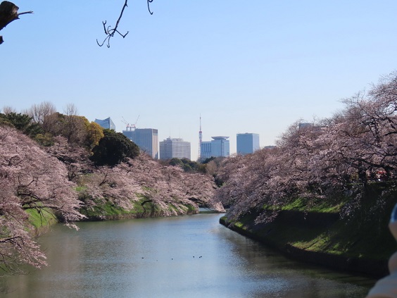 千鳥ヶ淵の桜が満開になった画像です。