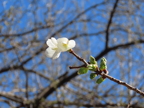 オオシマザクラの開花の画像です。