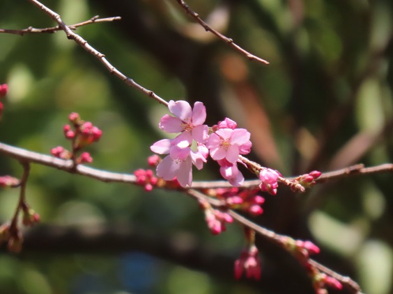 枝垂桜の花をアップにした画像です。