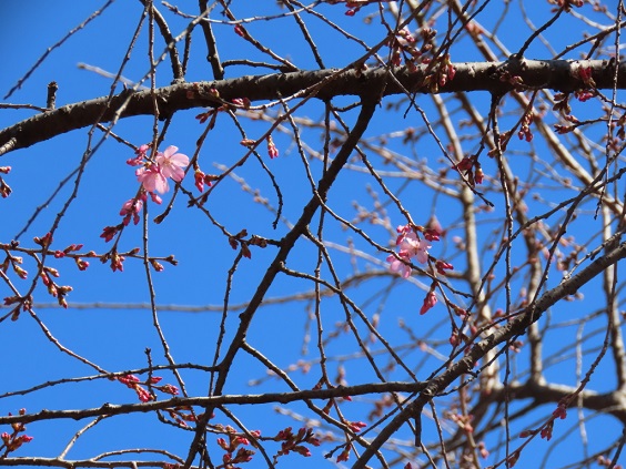 枝垂桜の画像です。
