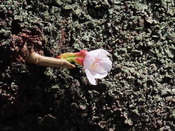 ソメイヨシノは胴吹きのみ咲いています。かなり早い開花です。