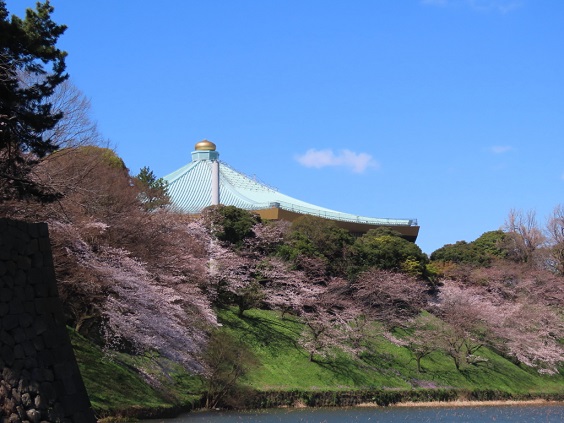 武道館を囲むように桜が咲き誇る姿は圧巻!
