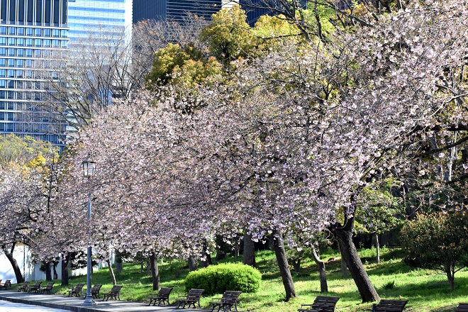 馬場先広場の桜並木の様子の画像です。