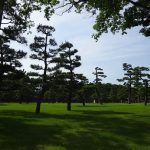 皇居外苑の黒松