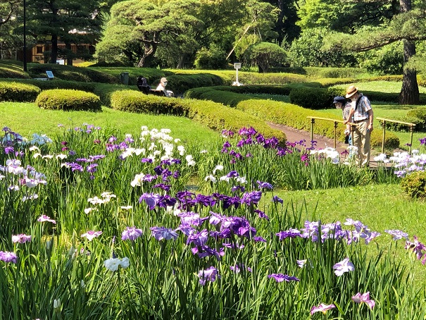 二の丸庭園の菖蒲の画像