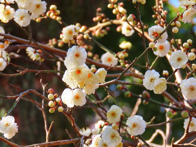 梅の花が咲きはじめました : 皇居外苑 | 一般財団法人国民公園協会