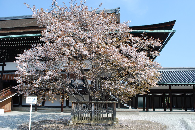 左近の桜.jpg