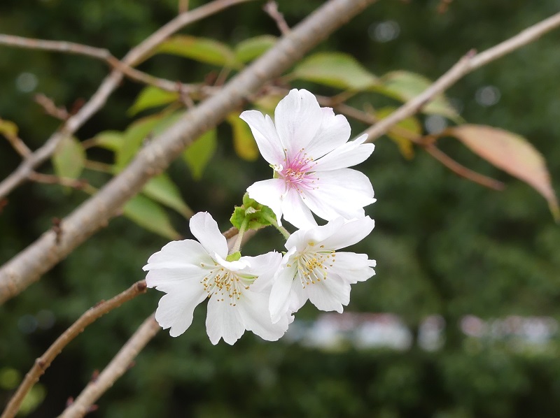 秋の花ごよみ 京都御苑 一般財団法人国民公園協会