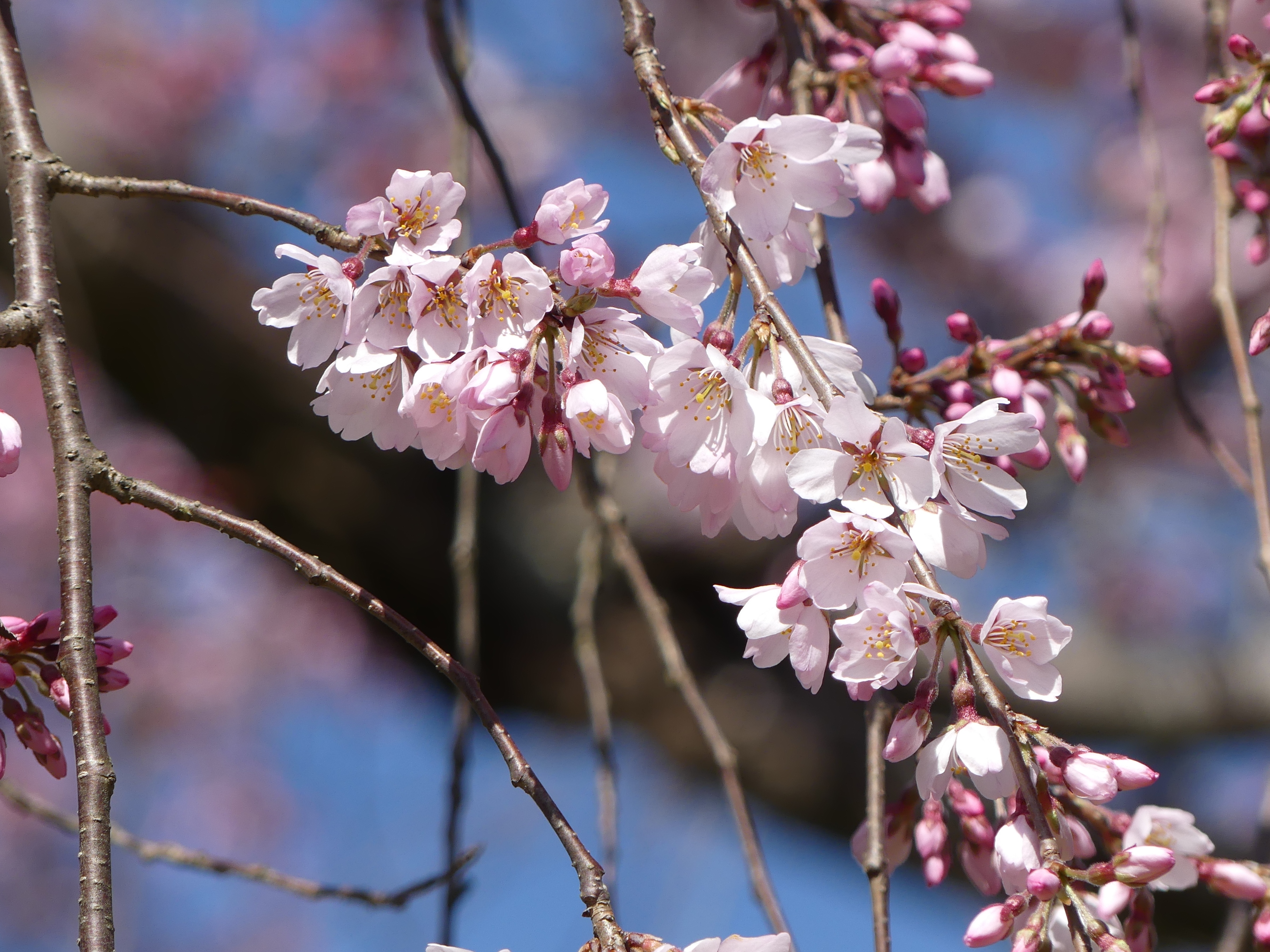 花だより 京都御苑 一般財団法人国民公園協会