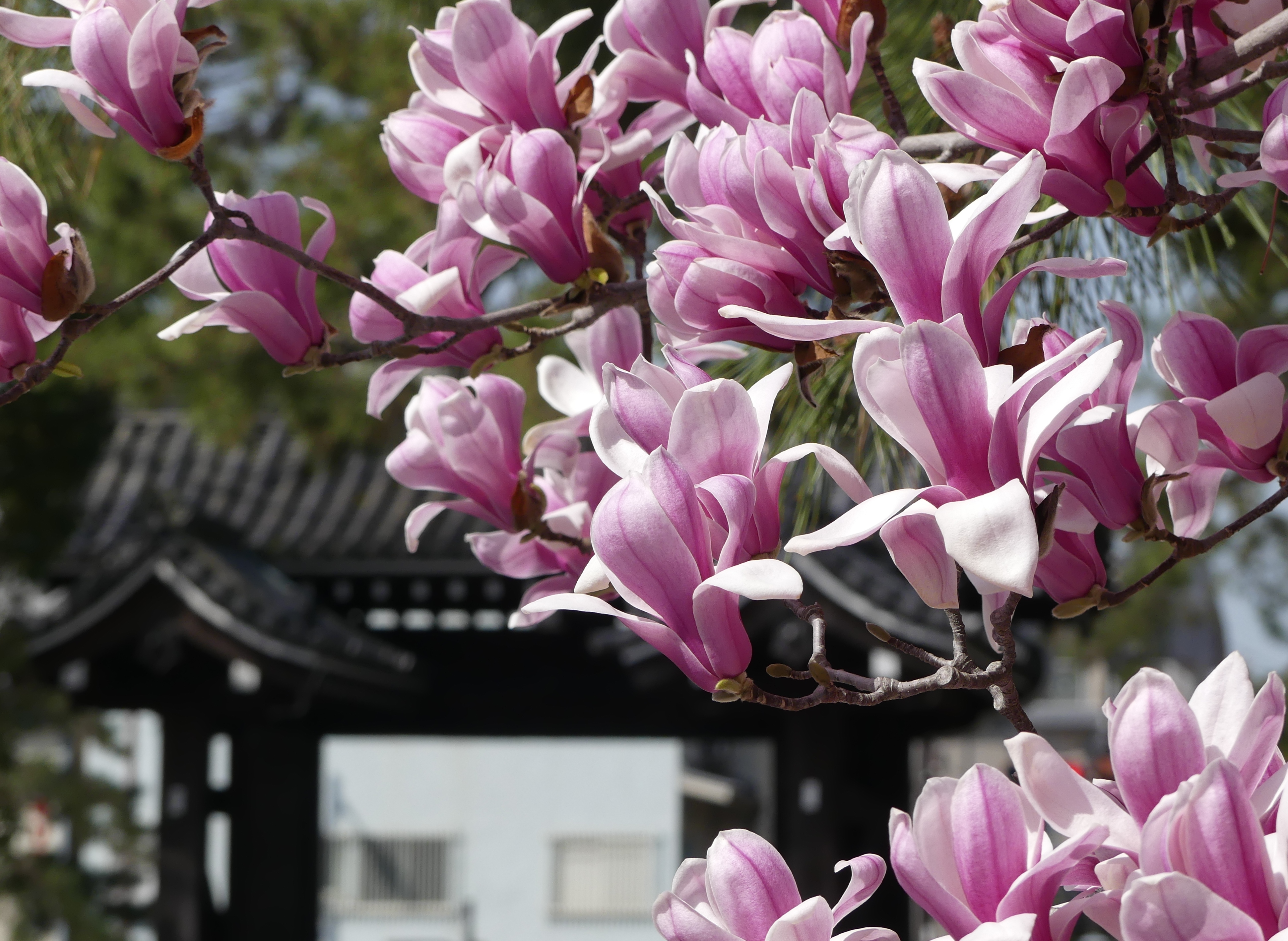 花だより2 京都御苑 一般財団法人国民公園協会