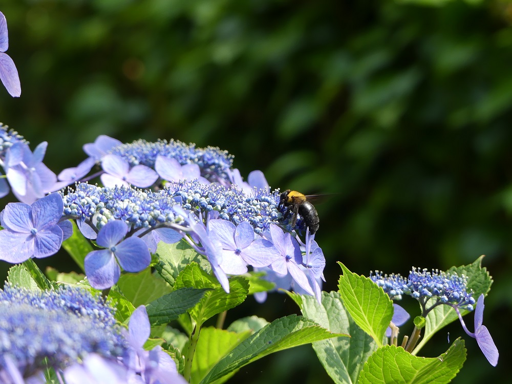 みどころ案内 6月 2回目 京都御苑 一般財団法人国民公園協会