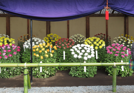 江戸菊花壇 新宿御苑 一般財団法人国民公園協会