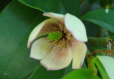 甘く香る花の正体は 新宿御苑 一般財団法人国民公園協会