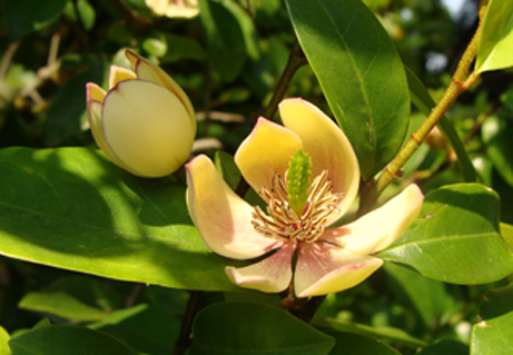 甘く香る花の正体は 新宿御苑 一般財団法人国民公園協会