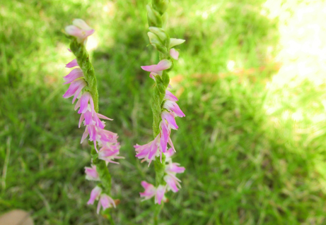 くるくるポンポン 咲いているのは何の花 新宿御苑 一般財団法人国民公園協会