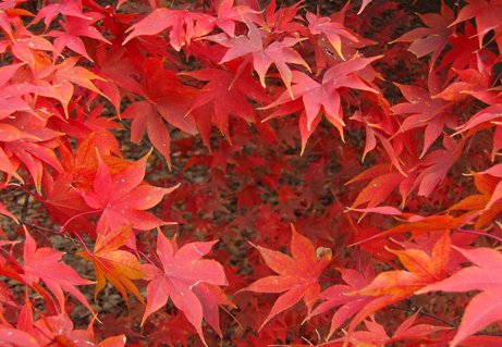 新宿御苑で紅葉散策を楽しもう 新宿御苑 一般財団法人国民公園協会