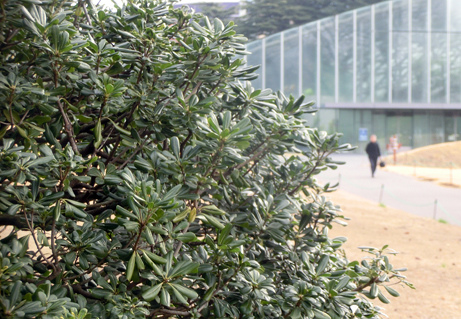 節分にゆかりのある植物といえば 新宿御苑 一般財団法人国民公園協会