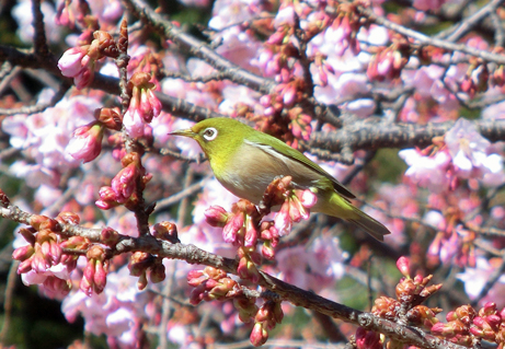 メジロに寒桜 春を探しに行ってみよう 新宿御苑 一般財団法人国民公園協会