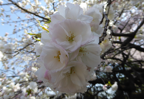 白花の桜たちがみごろです : 新宿御苑 | 一般財団法人国民公園協会