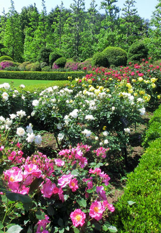 5月のバラが咲きはじめました 新宿御苑 一般財団法人国民公園協会