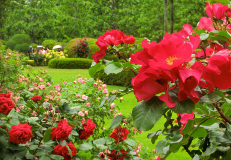 5月のバラがみごろをむかえました 新宿御苑 一般財団法人国民公園協会