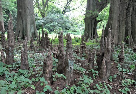 第3回 歴史的巨樹を巡る ラクウショウ編 新宿御苑 一般財団法人国民公園協会