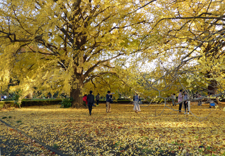 紅葉のみどころ情報 11月22日号 新宿御苑 一般財団法人国民公園協会