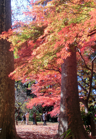 園内最後の紅葉スポット モミジ山がみごろです 新宿御苑 一般財団法人国民公園協会