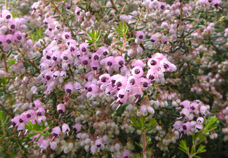 ジャノメエリカが咲きはじめました 新宿御苑 一般財団法人国民公園協会