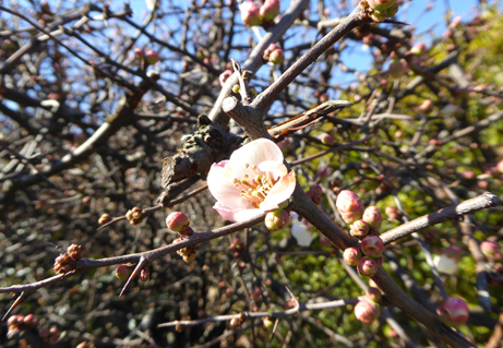 ボケの花が咲きはじめました 新宿御苑 一般財団法人国民公園協会