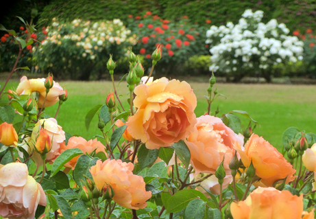 5月のバラがみごろ 季節の魅力を楽しもう 新宿御苑 一般財団法人国民公園協会