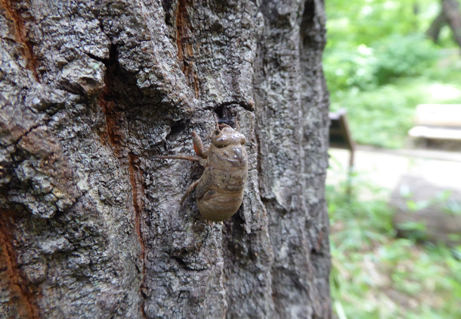 クヌギ林に暮らす昆虫を観察してみよう 新宿御苑 一般財団法人国民公園協会