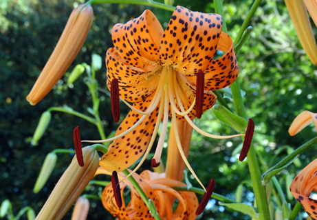 華やかなオニユリがみごろです 新宿御苑 一般財団法人国民公園協会 華やかなオニユリがみごろです 新宿御苑 一般財団法人国民公園協会