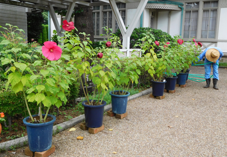 アメリカフヨウの大輪の花 新宿御苑 一般財団法人国民公園協会