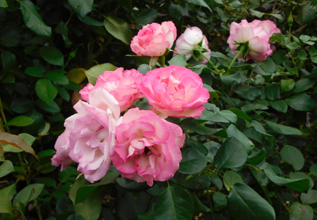 色と香りで魅了「秋のバラ花壇」 : 新宿御苑 | 一般財団法人国民公園協会