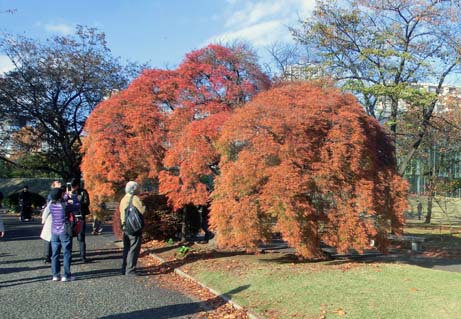 ふわふわ丸いモミジの仲間 タムケヤマ 手向山 が茜色に染まりました 新宿御苑 一般財団法人国民公園協会