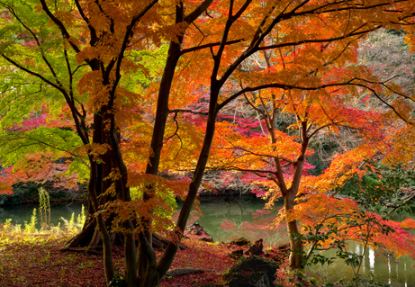 晩秋の新宿御苑でみごろの紅葉を楽しもう 新宿御苑 一般財団法人国民公園協会