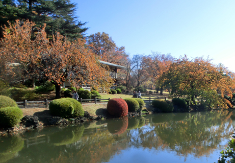 夕焼けみたいな桜紅葉 さくらもみじ 新宿御苑 一般財団法人国民公園協会