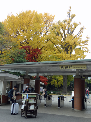 秋色に染まる木々がお出迎え 新宿御苑 一般財団法人国民公園協会