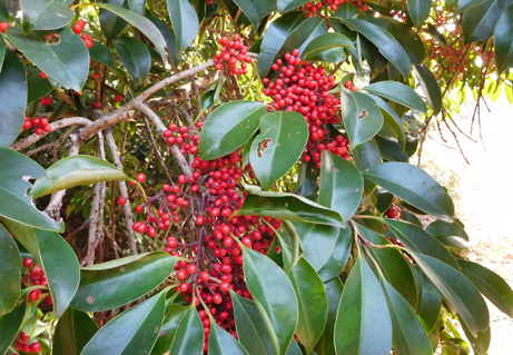 クロガネモチの赤い実がみごろです 新宿御苑 一般財団法人国民公園協会