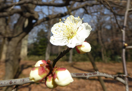 ゆっくりと咲き進む梅の花たち 新宿御苑 一般財団法人国民公園協会