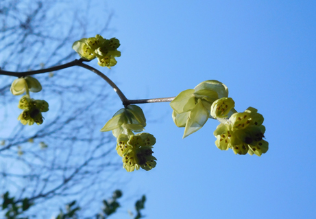 トサミズキ シナミズキ ヒュウガミズキが咲いています 新宿御苑 一般財団法人国民公園協会