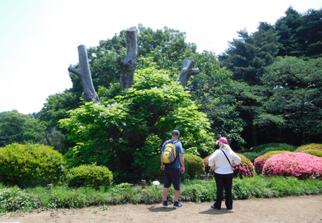 シャンデリアの様に優美なアメリカキササゲ 新宿御苑 一般財団法人国民公園協会