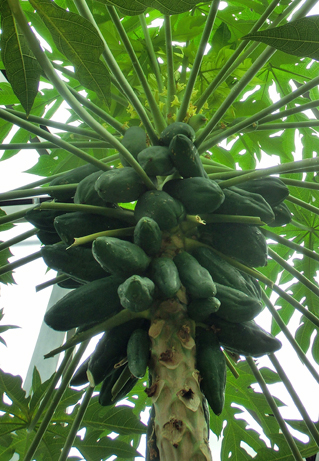 papaia.JPG