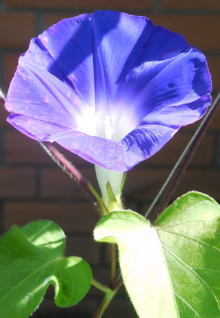 涼やかな自然のカーテン 新宿御苑 一般財団法人国民公園協会